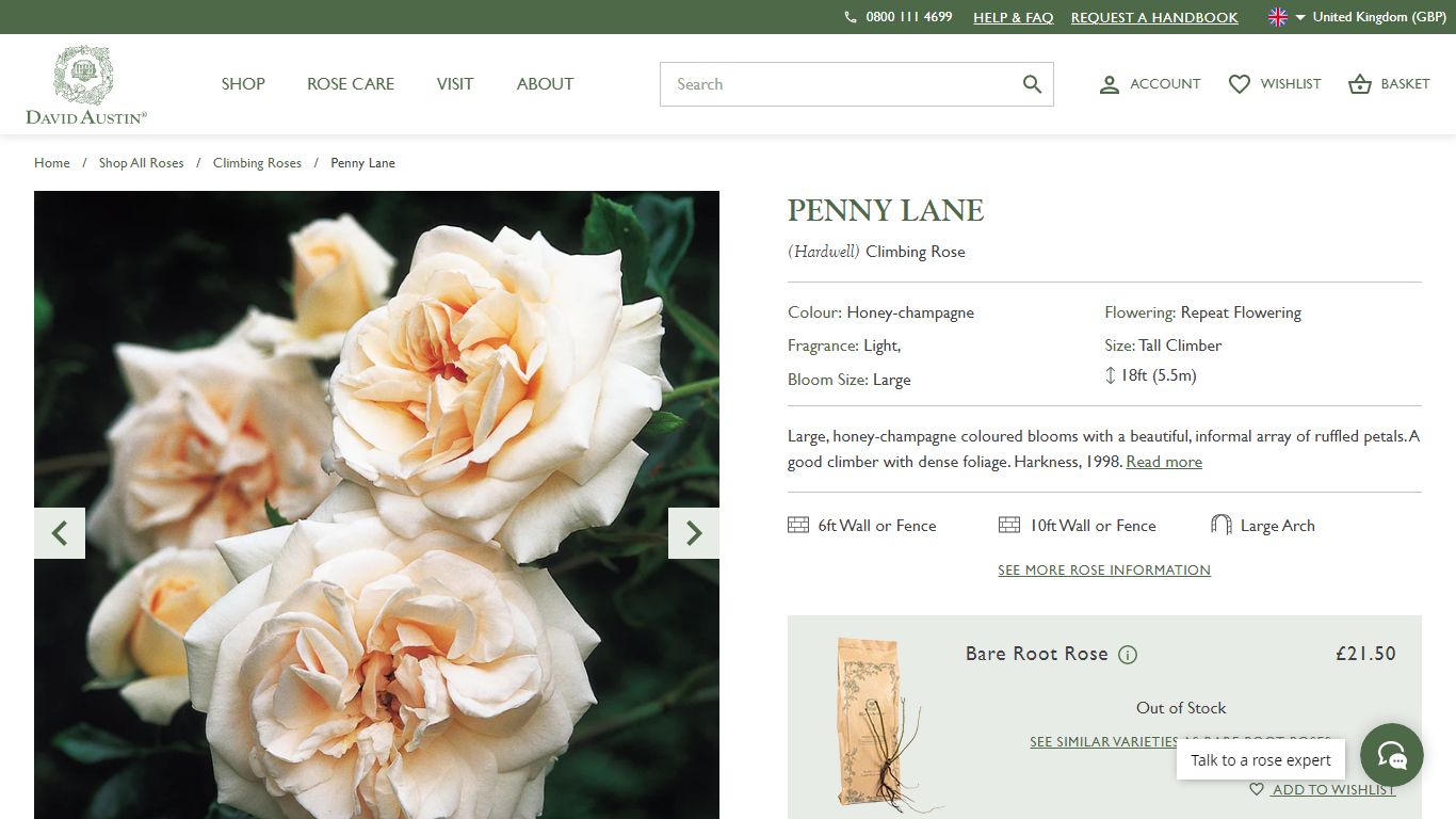 Penny Lane | Climbing Rose | David Austin Roses