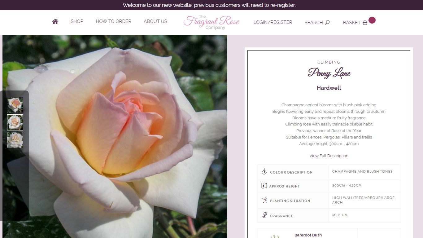 Penny Lane Rose | Blush Climbing Rose | The Fragrant Rose Company